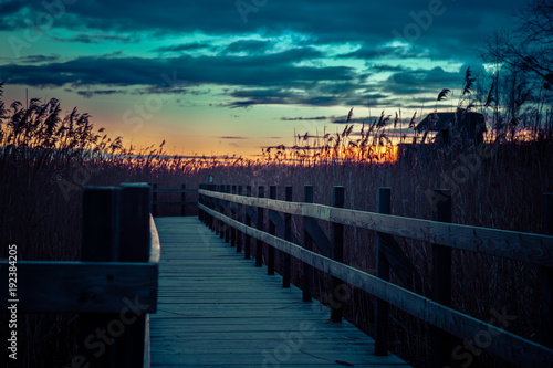 Jetty with big reeds at sunrise