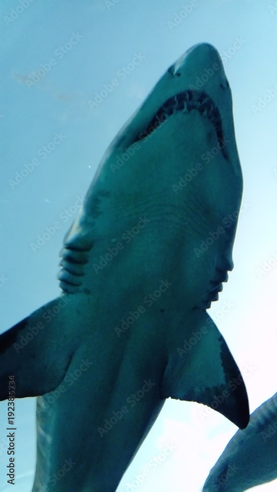 Fototapeta premium Shark