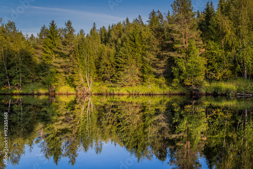 Fototapeta Naklejka Na Ścianę i Meble -  Reflection in the water of the forest