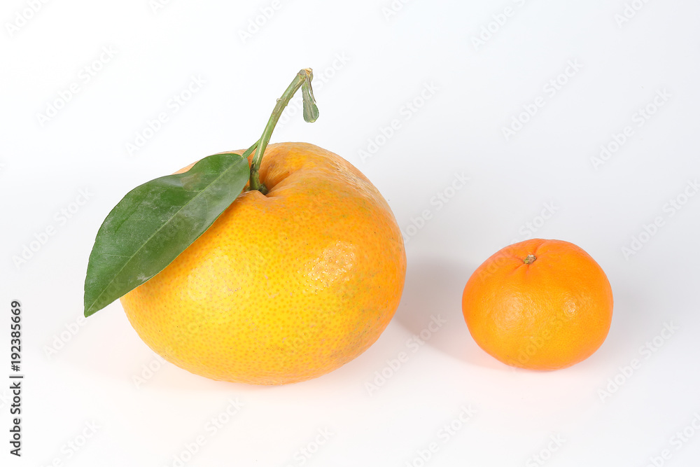 Giant Mandarin Orange Giant Mandarin Orange