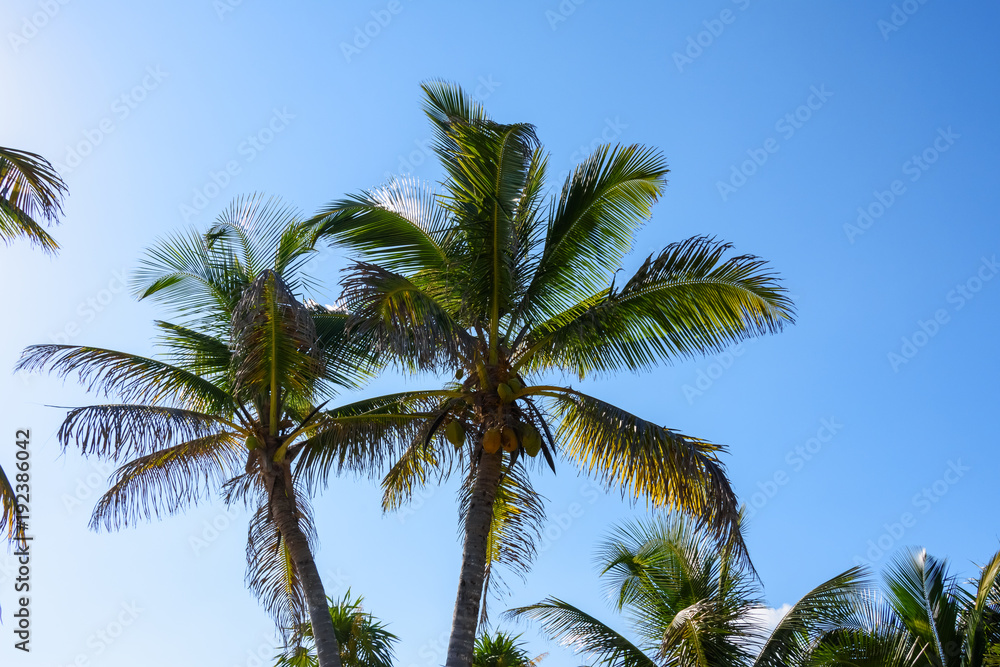 Palm trees with coconuts on a blue sky background. Roatan, Honduras.