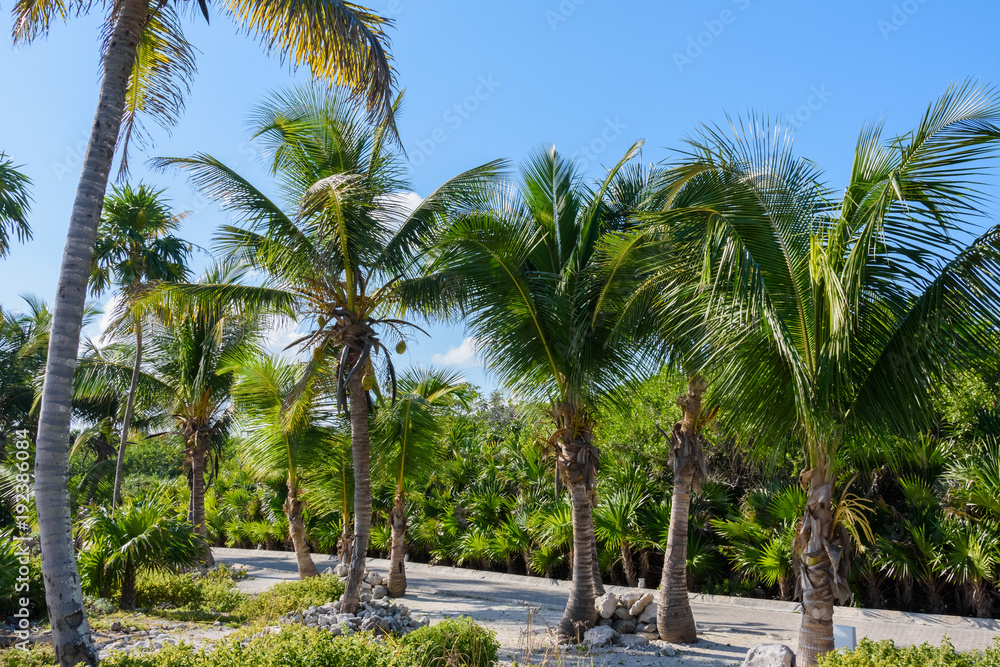 Palm trees in a tropical resort garden. Blue sky background. Roatan, Honduras.