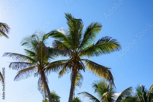 Palm trees with coconuts on a blue sky background. Roatan  Honduras.