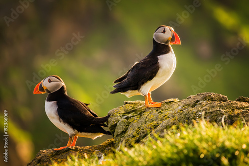 Puffin couple