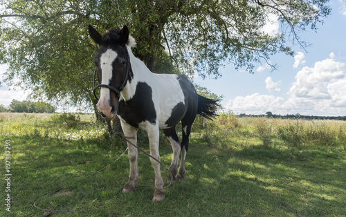 Caballo de campo en la sombra debajo de un arbol