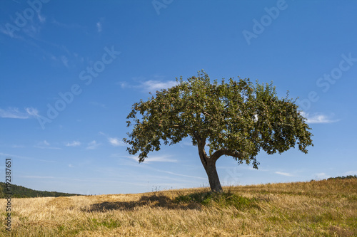 Apfelbaum (Malus domestica) im Sommer