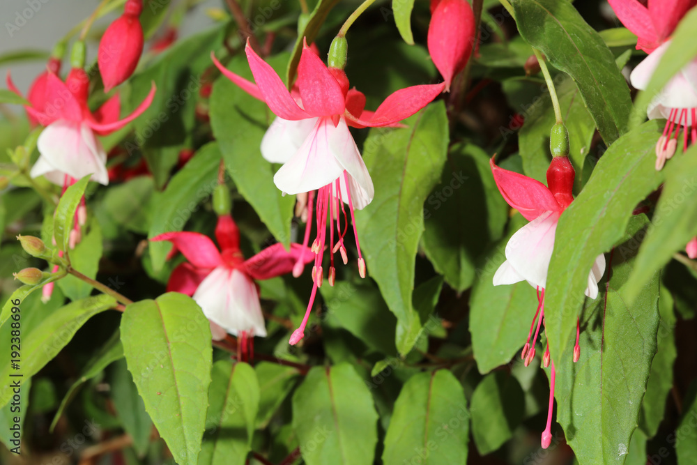 Wonderful Fuchsia Flower (Fuchsia hybrida) close up Wonderful Fuchsia Flower (Fuchsia hybrida) close up