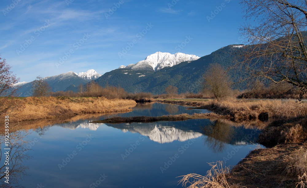 Sunny day river, snow-capped peaks, light clouds in the blue sky, the forest on the horizon, yellow grass and bushes on the bank of the river