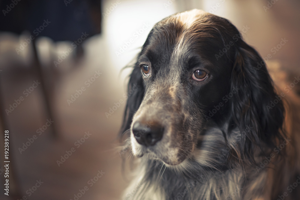 A wonderful dog, an english setter, with black and grey striped fur, sitting on the floor of a coffee shop A wonderful dog, an english setter, with black and grey striped fur, sitting on the floor of a coffee shop