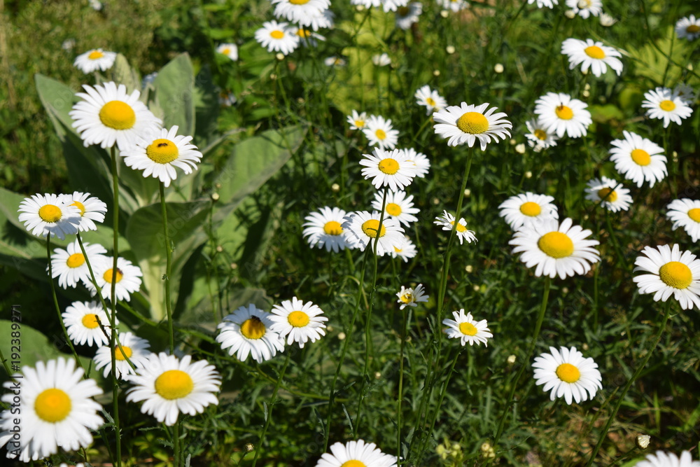 Pack of Daisies Pack of Daisies