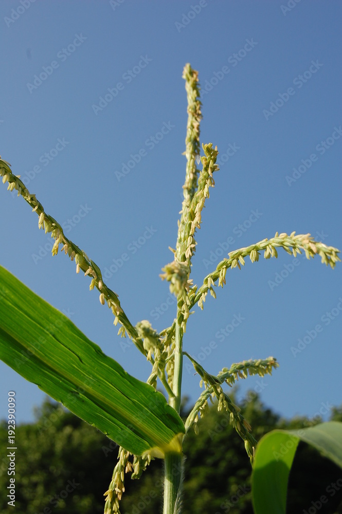 Fototapeta premium Zea - corn, flowers