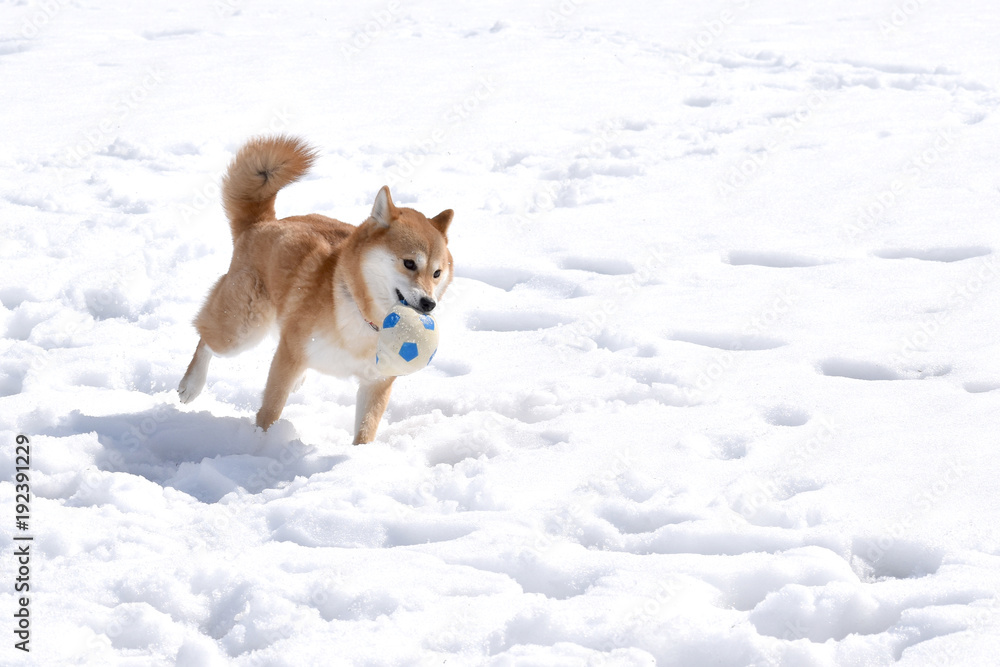 柴犬・雪・ボール遊び