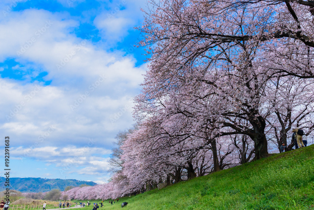 背割堤の桜