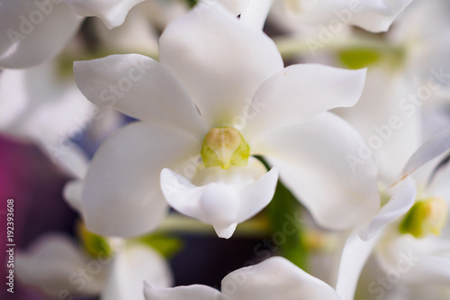 Rhynchostylis Gigantea orchid flowers with white color