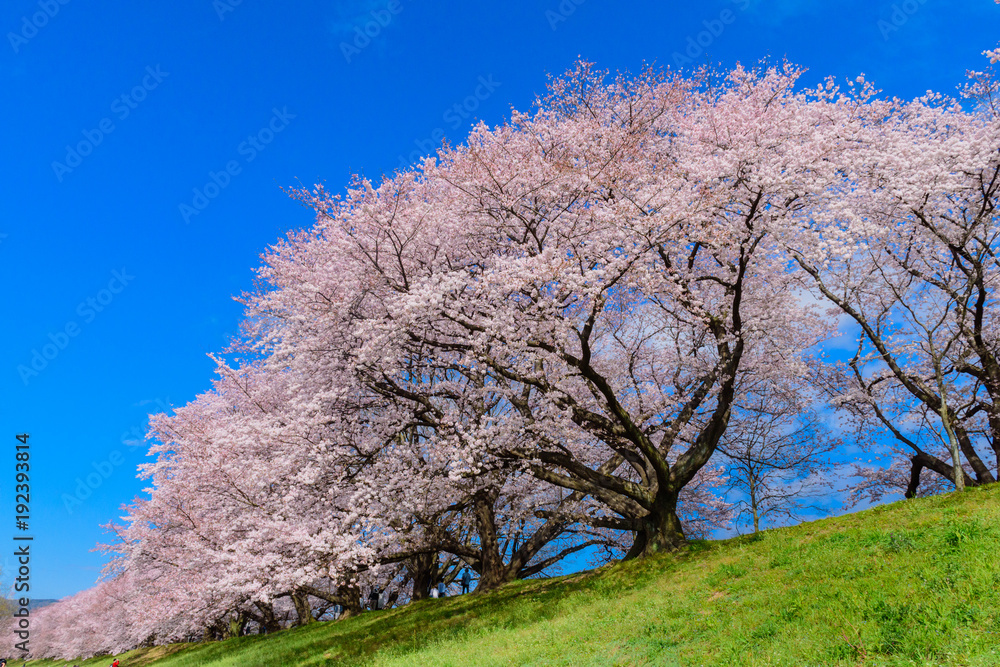 背割堤の桜