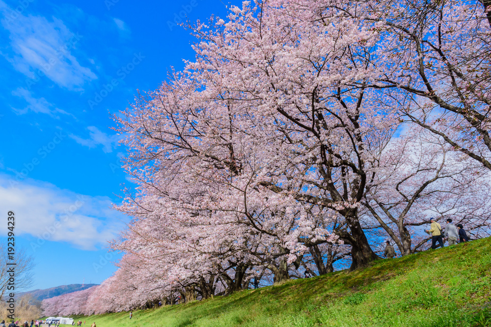 背割堤の桜