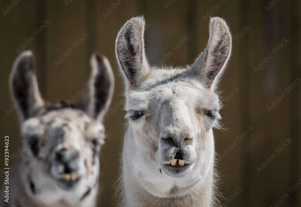 Domestic Llama - Llama Glama - Brothers  Portrait
