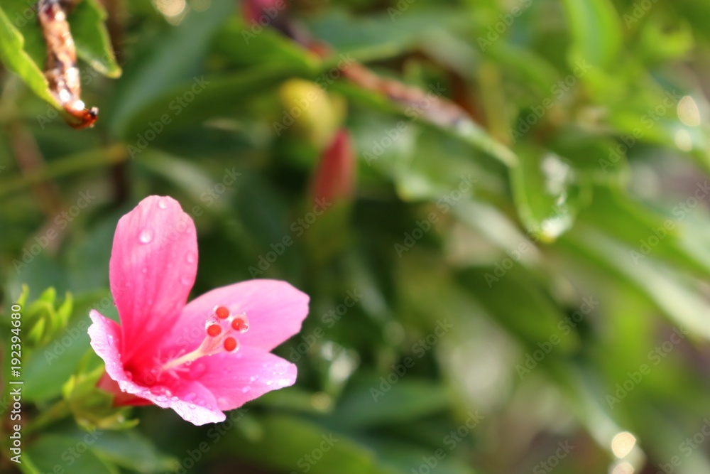 Obraz premium hibiscus flowers in tropical