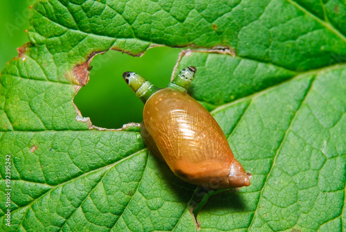 Snail Antara affected by parasite Leucochloridium paradoxical photo