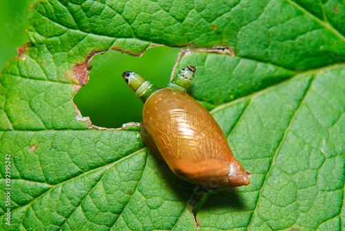 Foto Snail Antara affected by parasite Leucochloridium paradoxical