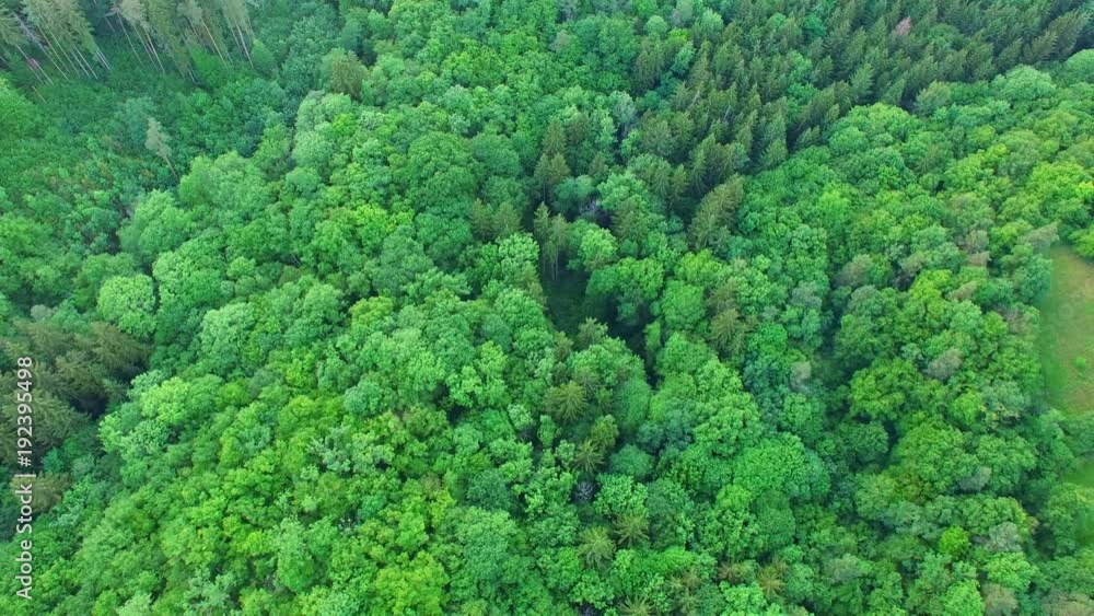 Beautiful aerial view over great forest while sunset. Beautiful aerial view over great forest while sunset.