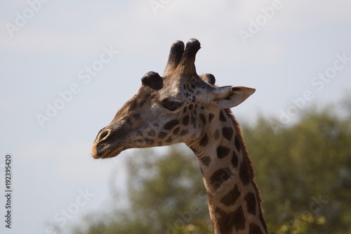 Giraffe with a bump