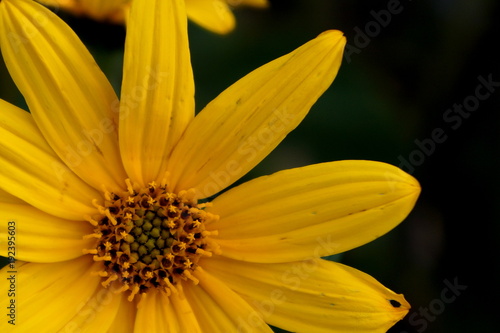  yellow flower of topinambour