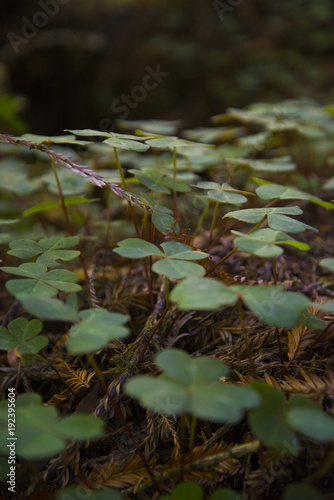 Redwood National Park Clovers Field