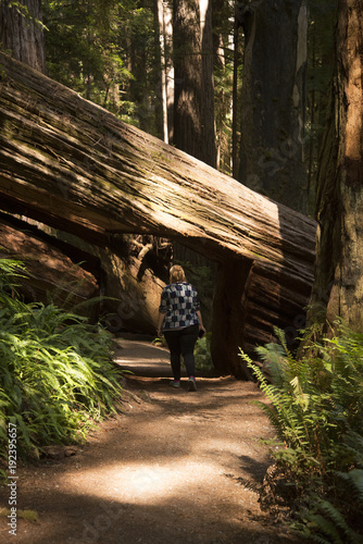 Redwood Sequoia National Park