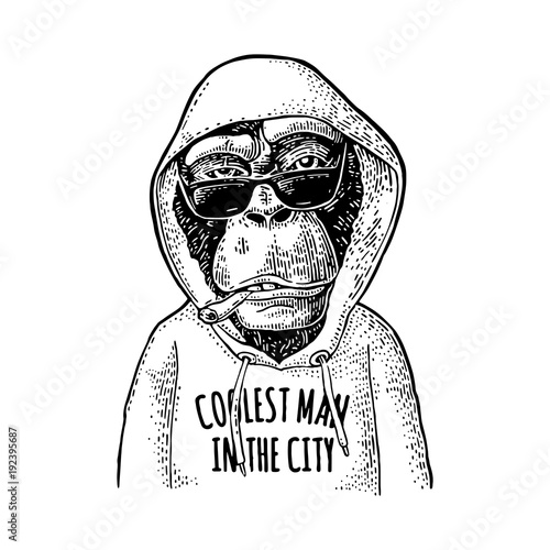 Monkey hipster dressed in hoodie