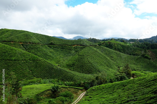 Malaysia Cameron Highlands tea plantation © franck