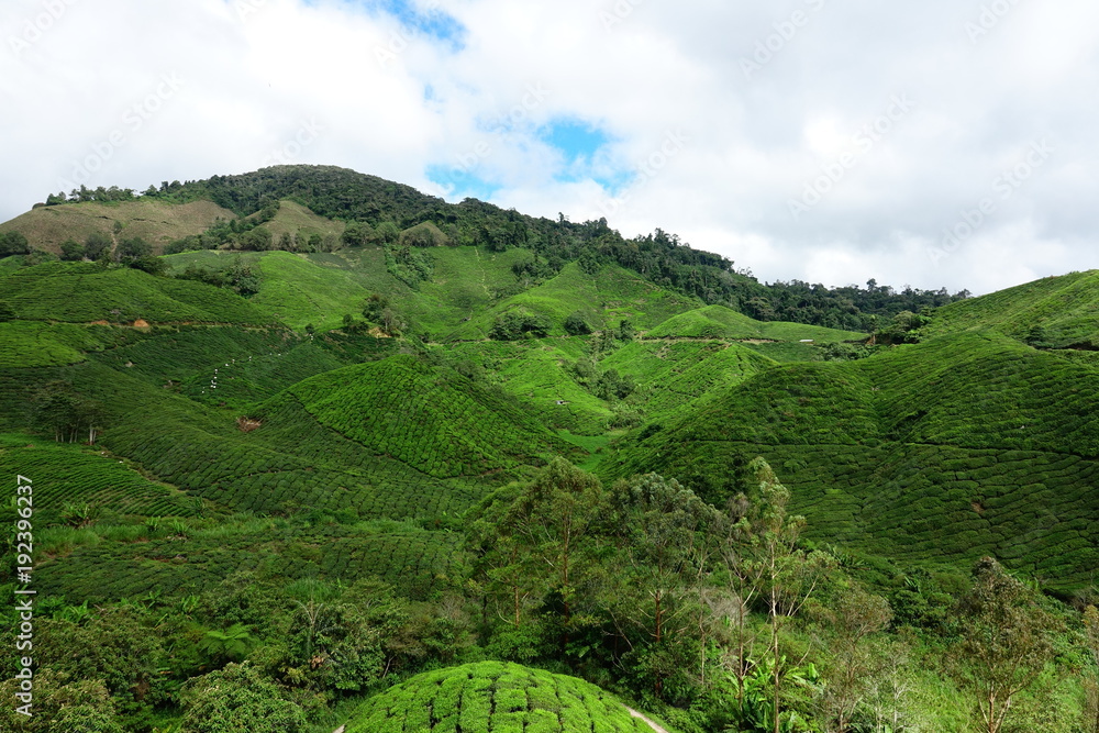Malaysia Cameron Highlands tea plantation