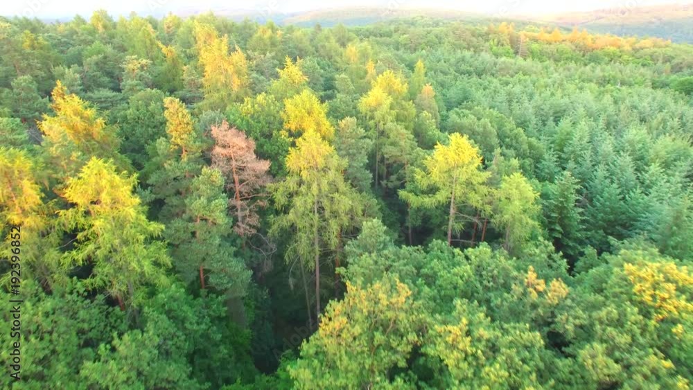 beautiful aerial shot of sunset over great forest. beautiful aerial shot of sunset over great forest.