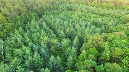 beautiful aerial shot of sunset over great forest.