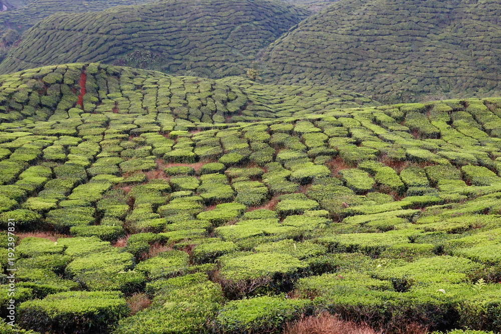 Malaysia Cameron Highlands tea plantation