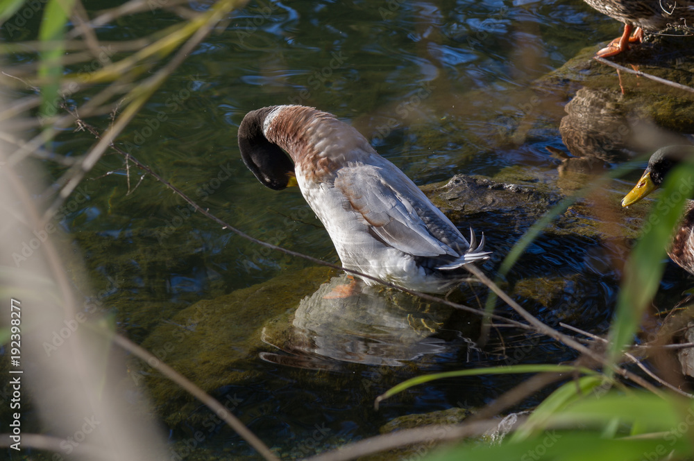 Obraz premium Ente im Wasser