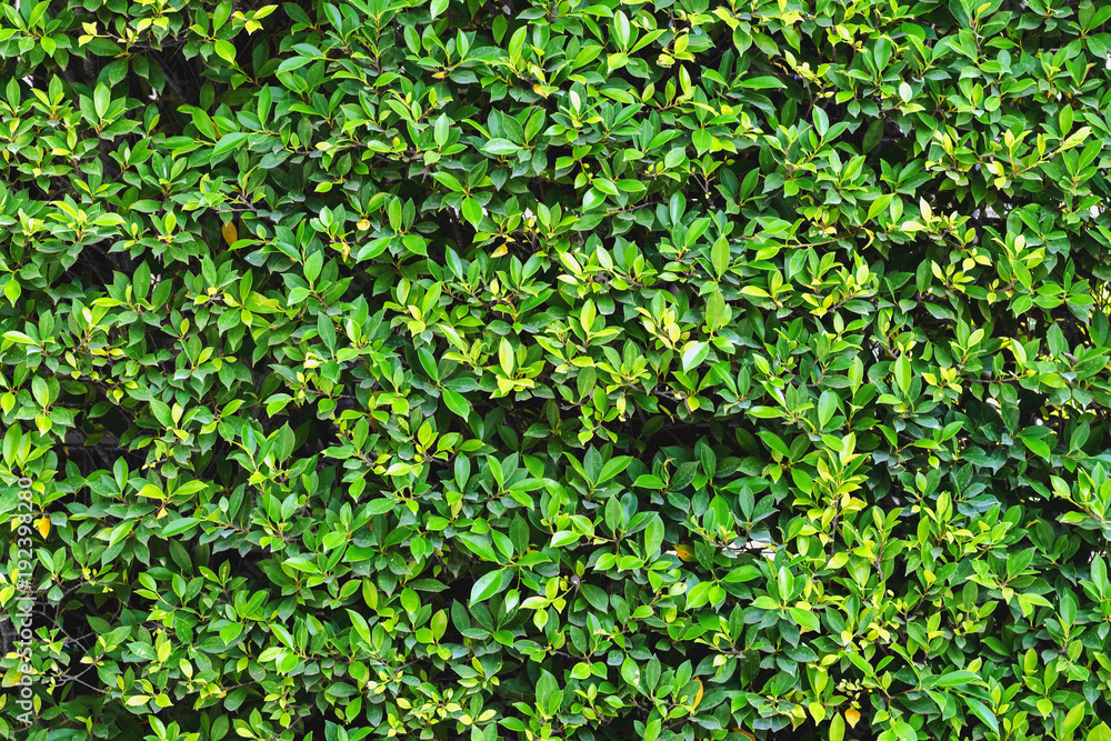 green leaf background green leaf background