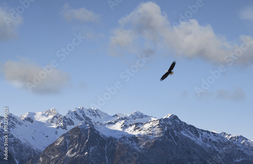 Eagle flying near Alaskan mountains © mscornelius