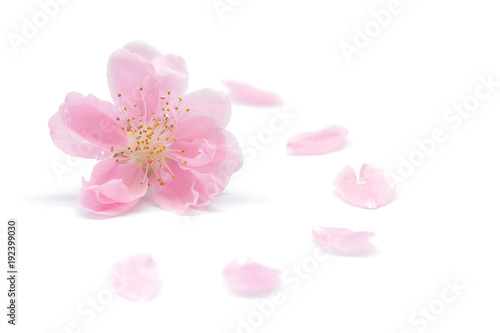 桃の花 花びら 白背景