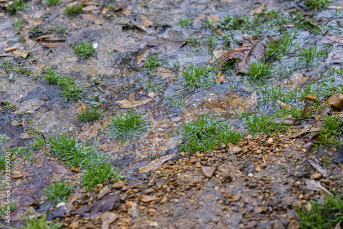 Water, Gravel, Leaves, and Grass Texture - 8