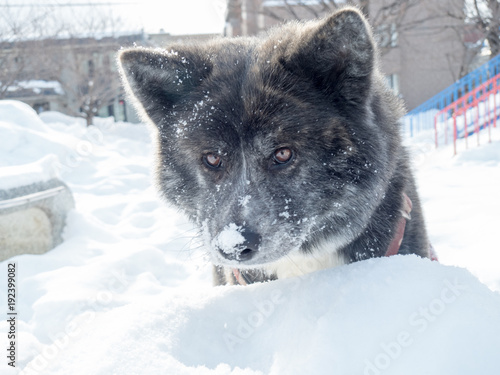 秋田犬