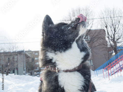 秋田犬