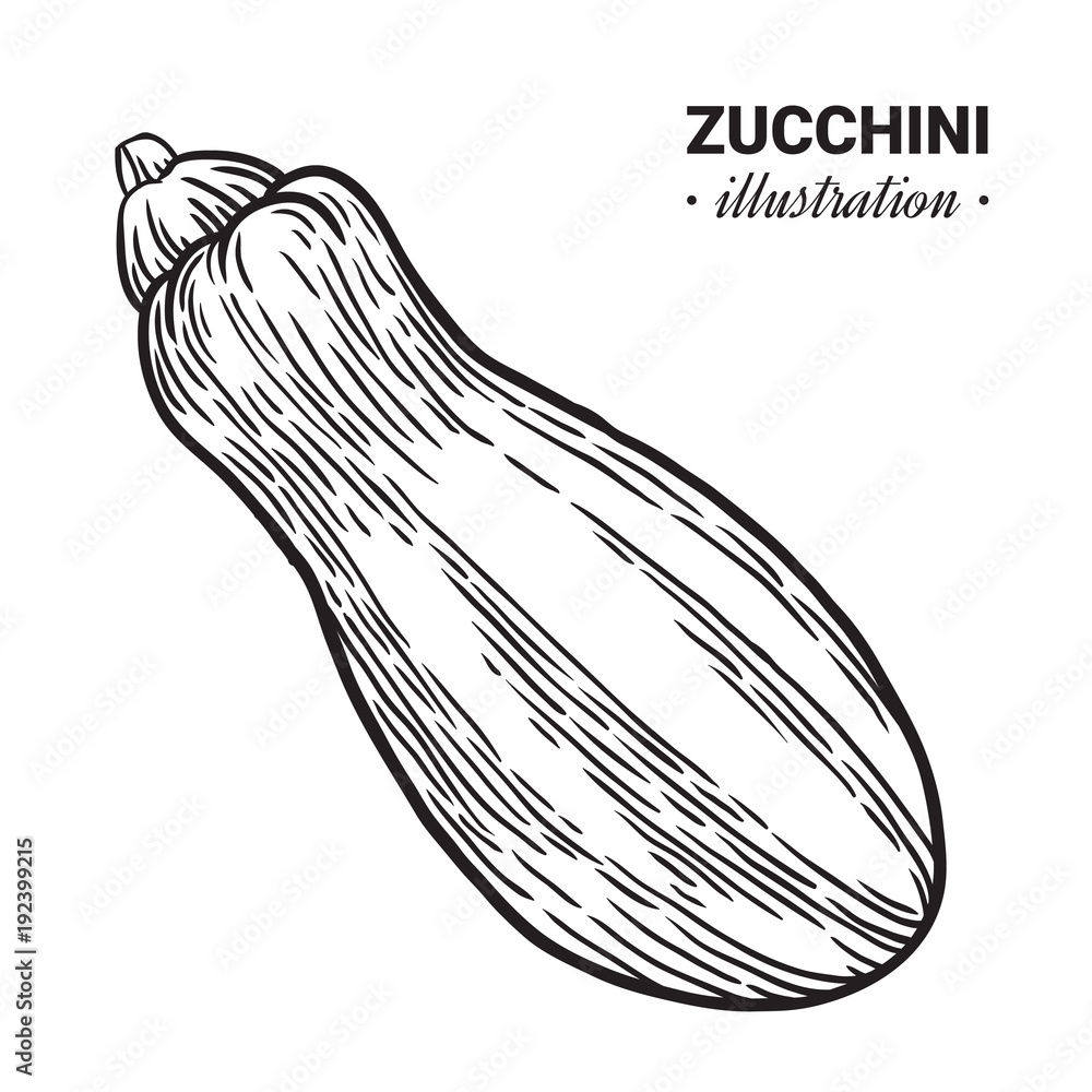 Zucchini fresh food vector hand drawn illustration. Zucchini fresh food vector hand drawn illustration.