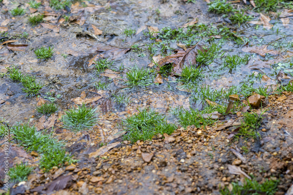 Water, Gravel, Leaves, and Grass Texture - 4 Water, Gravel, Leaves, and Grass Texture - 4