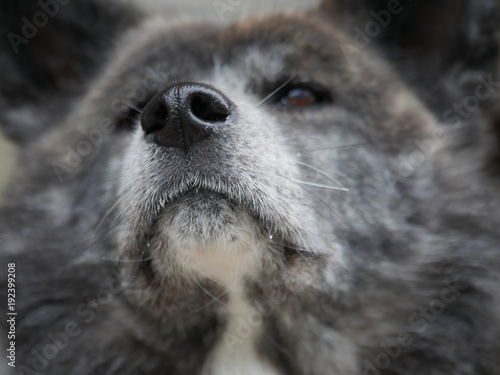 秋田犬
