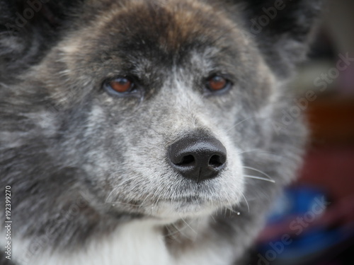 秋田犬