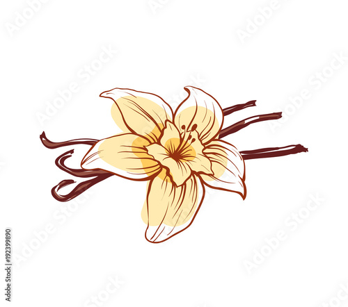 Vanilla flower and sticks icon isolated on white background. Exotic asian spice for dessert or parfum industry vector illustration.