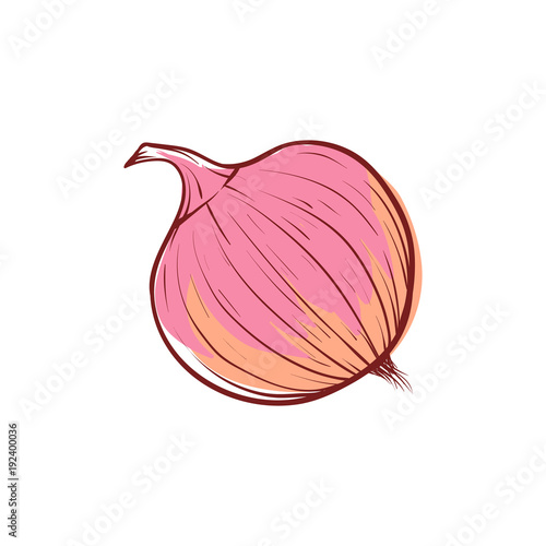Ripe onion icon isolated on white background. Natural vegetable, healthy vegan nutrition, organic farming vector illustration