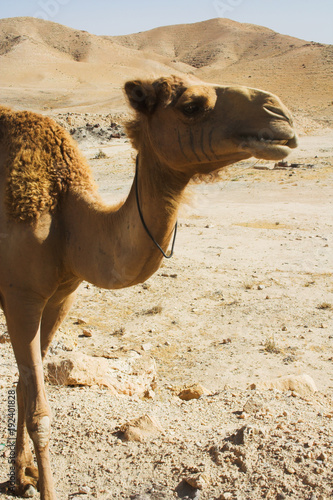 camel   summer day