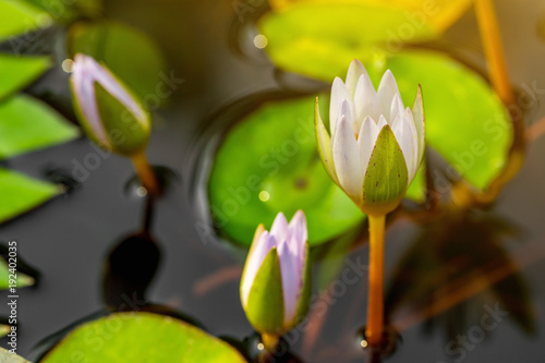 The close up of lotus with yellow pollen with the round lotus leaves in the pond with light flare. 